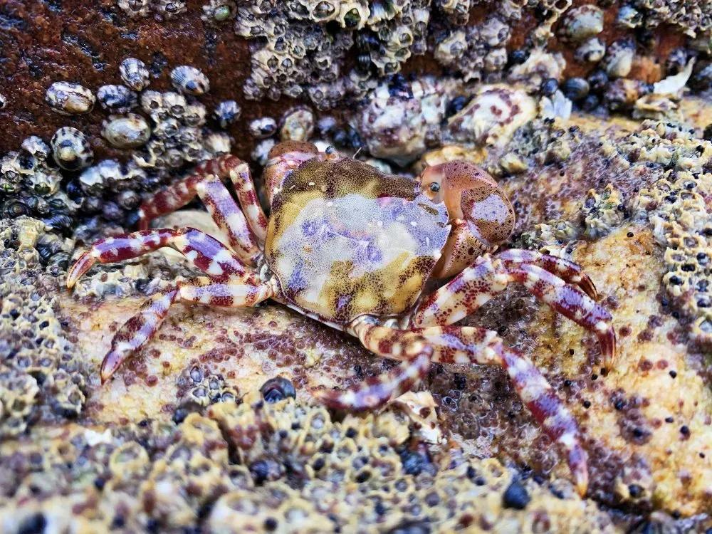 挖蛤拾贝，秦皇岛赶海这份指南可收好了！