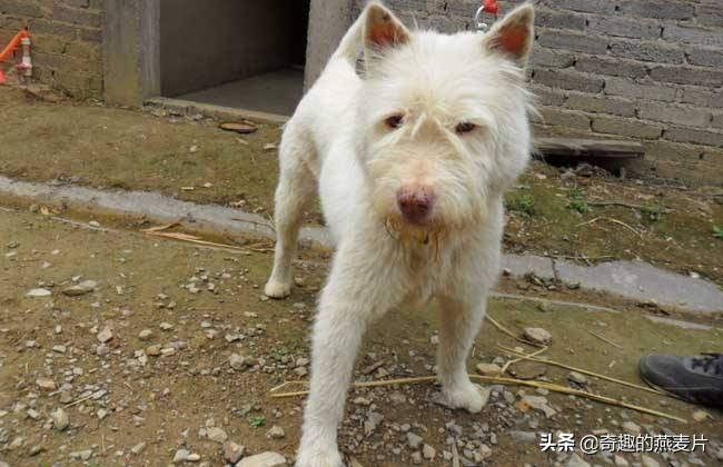 有种狗叫狼狗,小说有种猛犬叫九獒