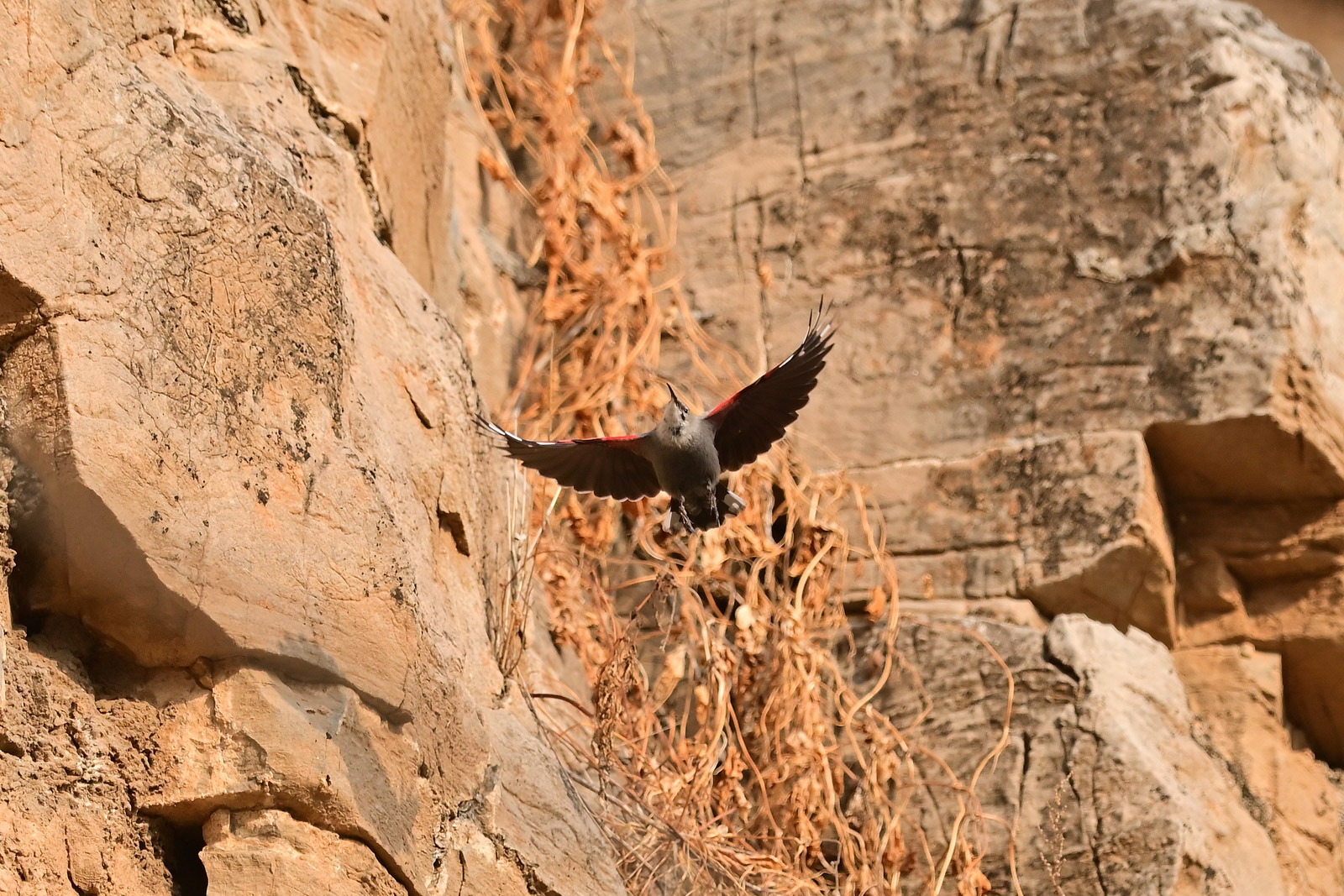 记录甜美的人像尼康z6实拍体验,尼康z6ii拍鸟怎么样