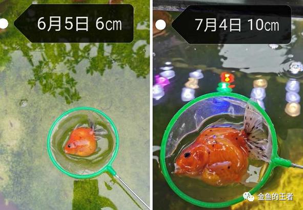养功考试1个月,20条鱼的前后成长对比,变化太惊艳了