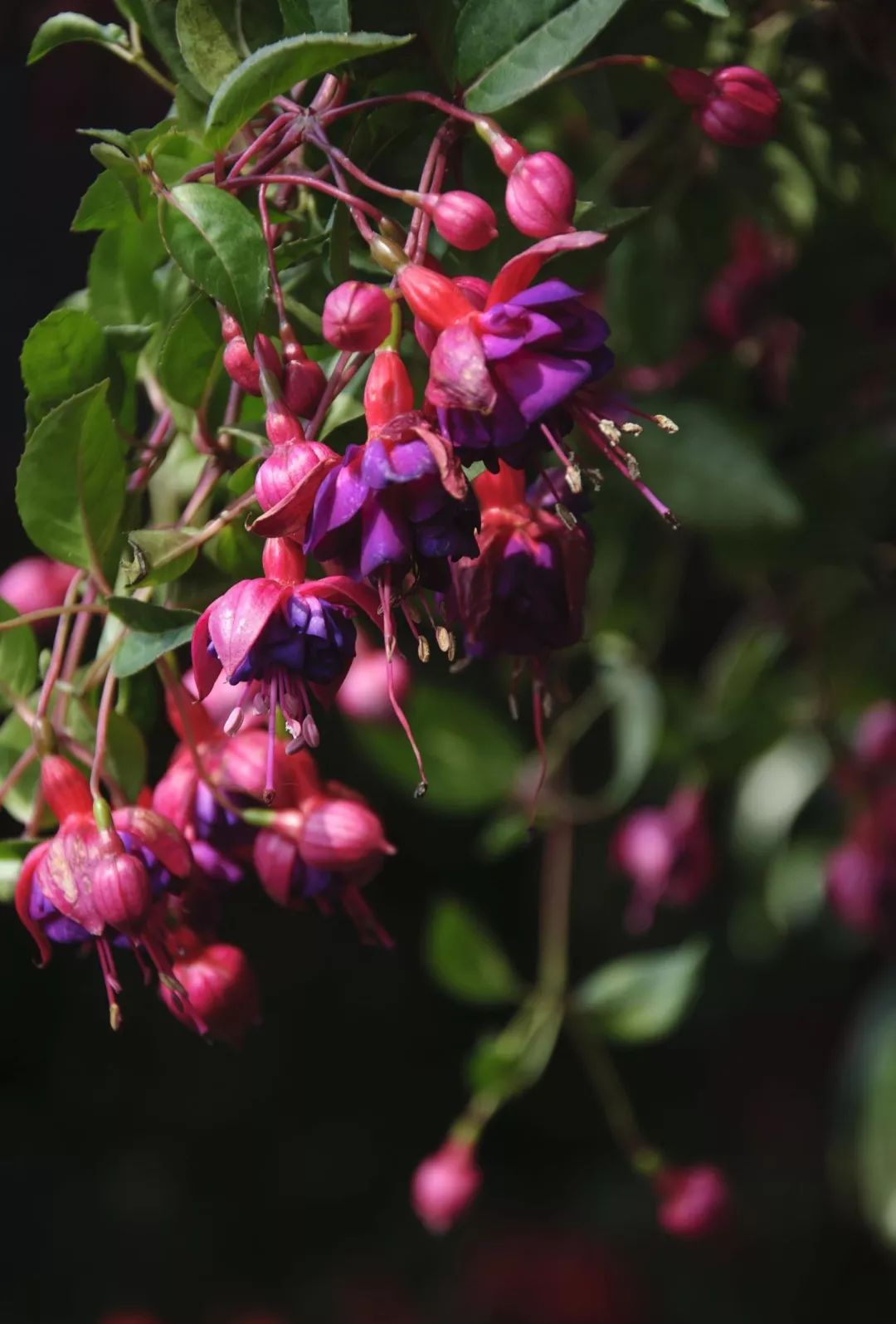 过年家里必摆的九道菜,过年家里摆的喜庆的物件