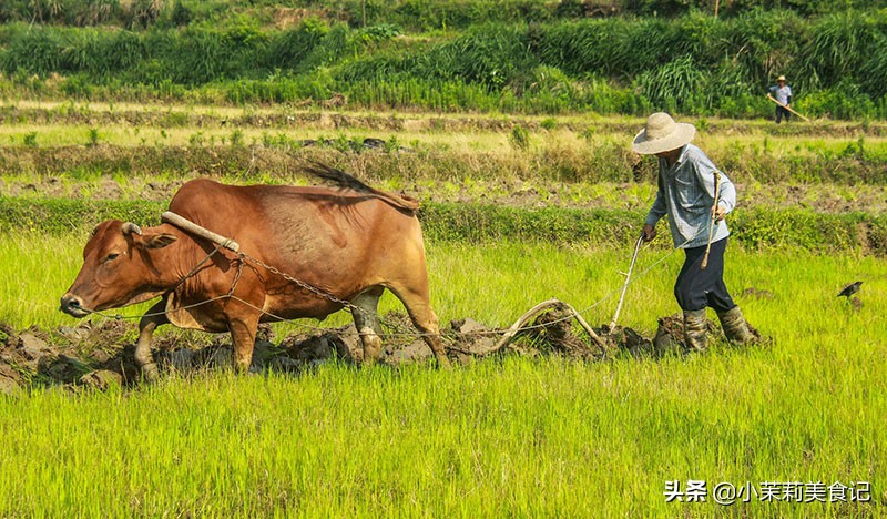 古语饿死不耕丈人田,饿死不耕丈人田意味着什么