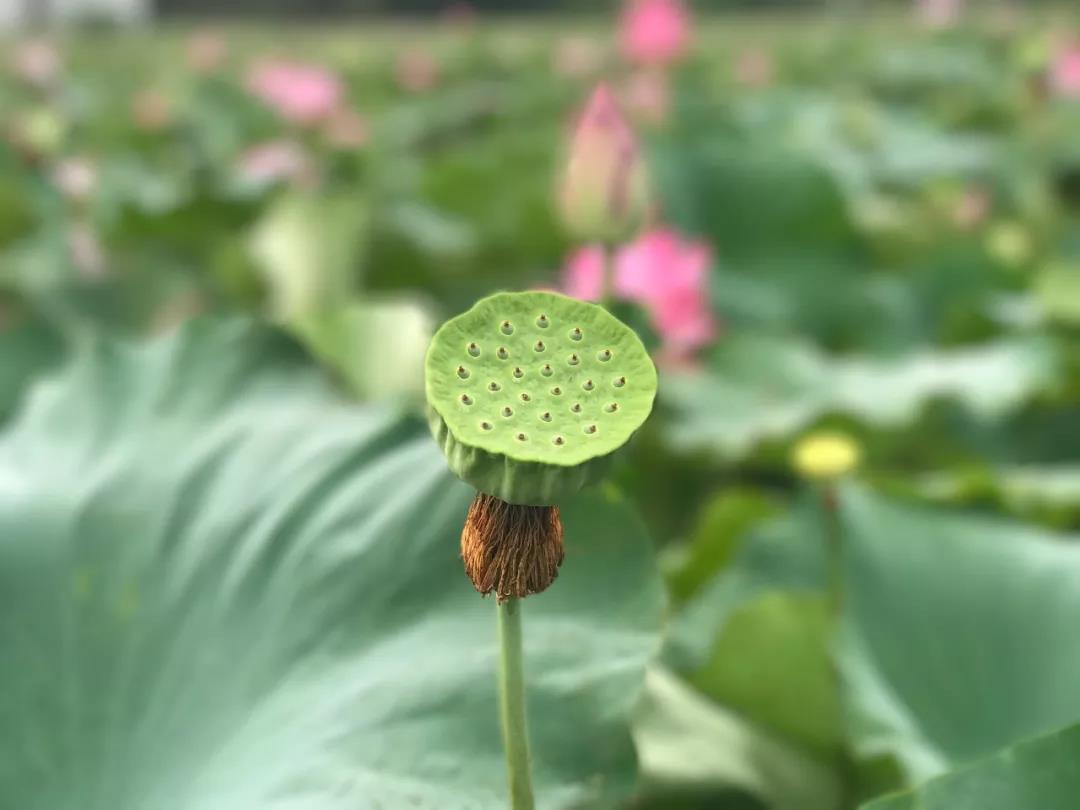 老子四句话说尽人生智慧受益一生,老子智慧六句精髓