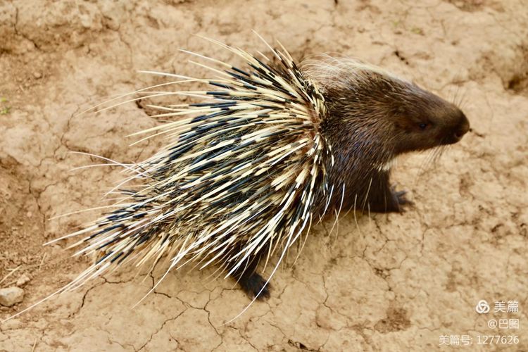 游玩万安山,洛阳万安山游玩攻略