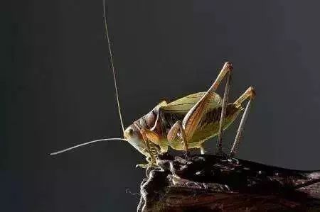 不是百日虫吗?为什么我的蝈蝈6天就挂了