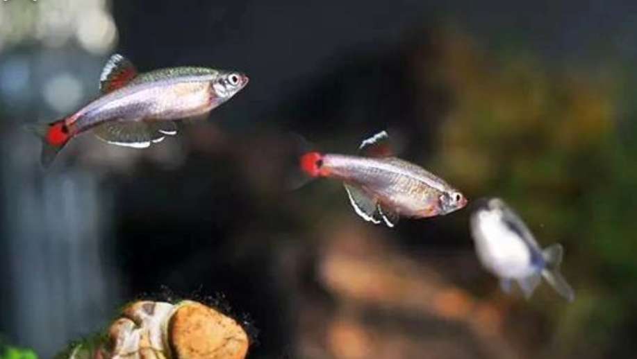 灯科鱼为什么在小缸里养不活,草缸少见的灯科鱼介绍