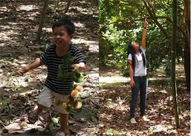 泰国芒果自助,泰国吃喝玩乐攻略榴莲自助餐