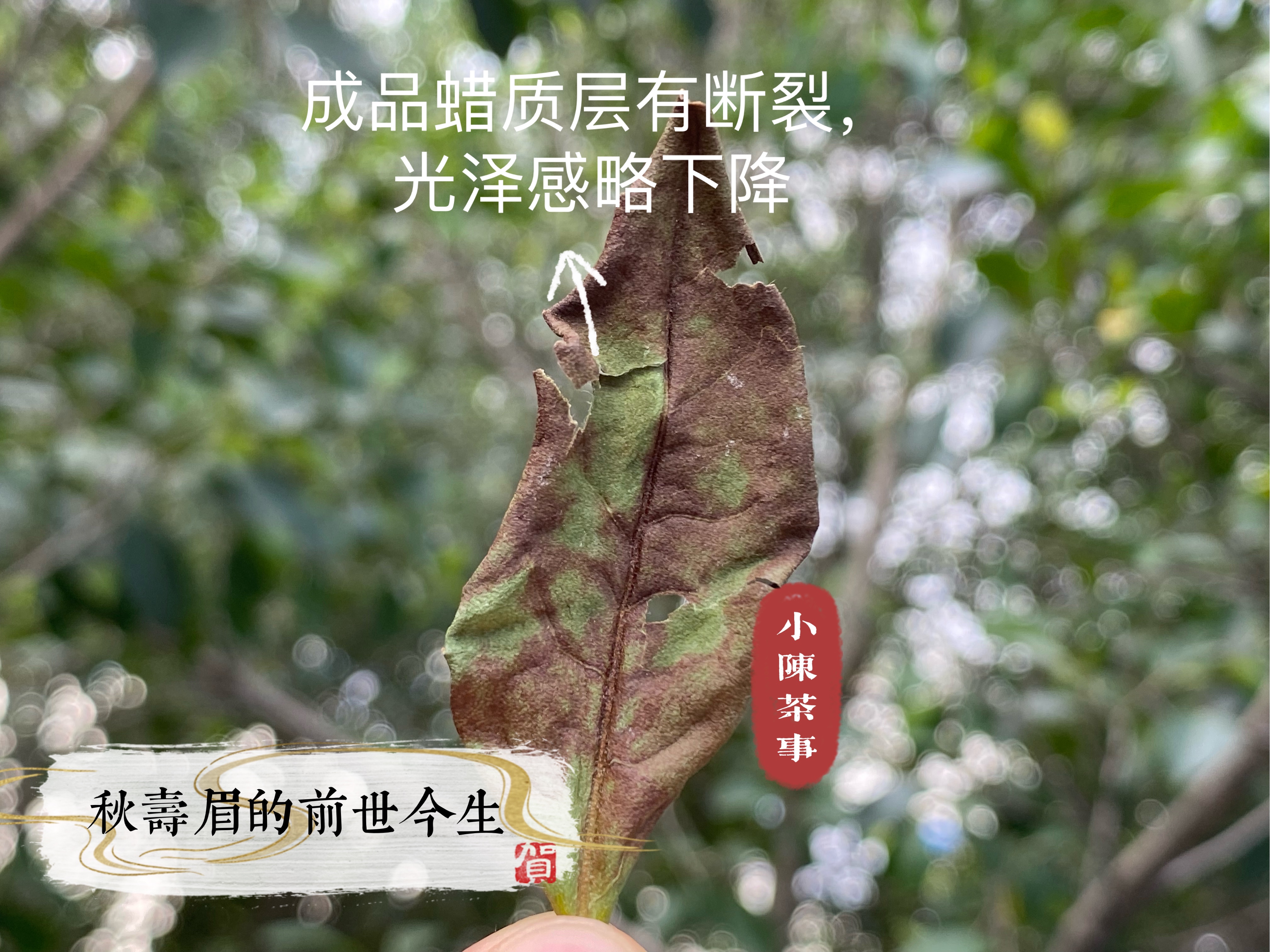 白毫银针白牡丹贡眉寿眉冲泡方法,白毫银针贡眉老白茶如何选