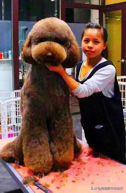 巨型贵宾犬到底有多聪明,巨型贵宾犬聪明吗