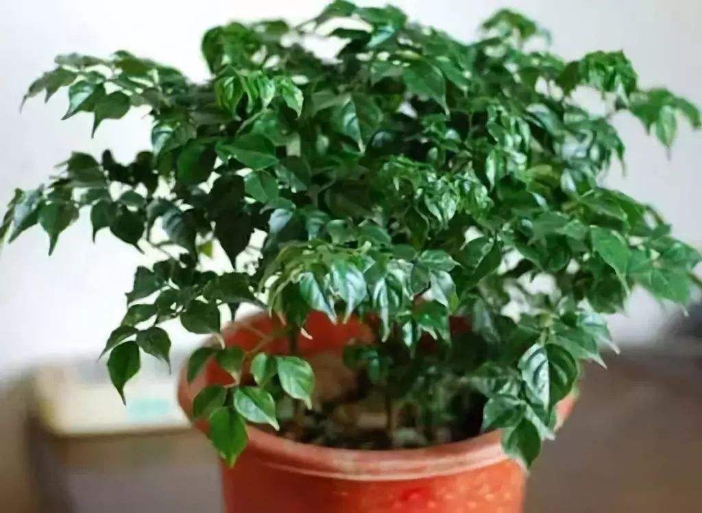 幸福树叶子发黄落叶怎么防治,幸福树叶片边缘发黄是怎么回事