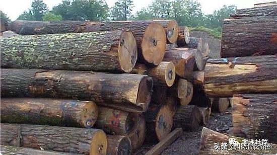想做非洲木材市场，你得先认识它们