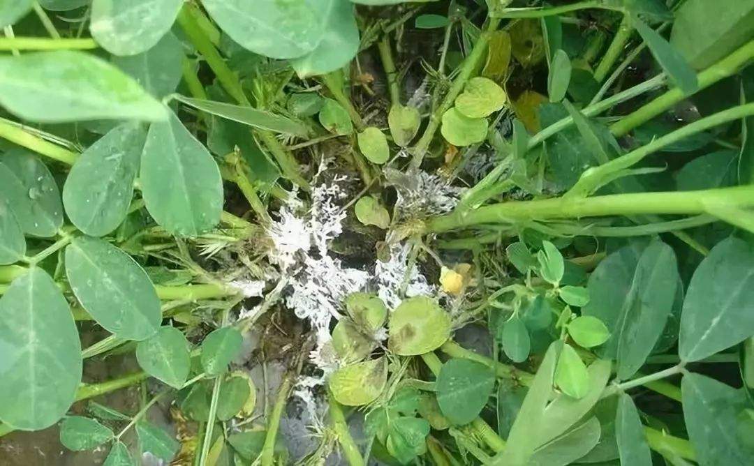 花生根部长满白丝是什么病,花生根长白霉怎么办