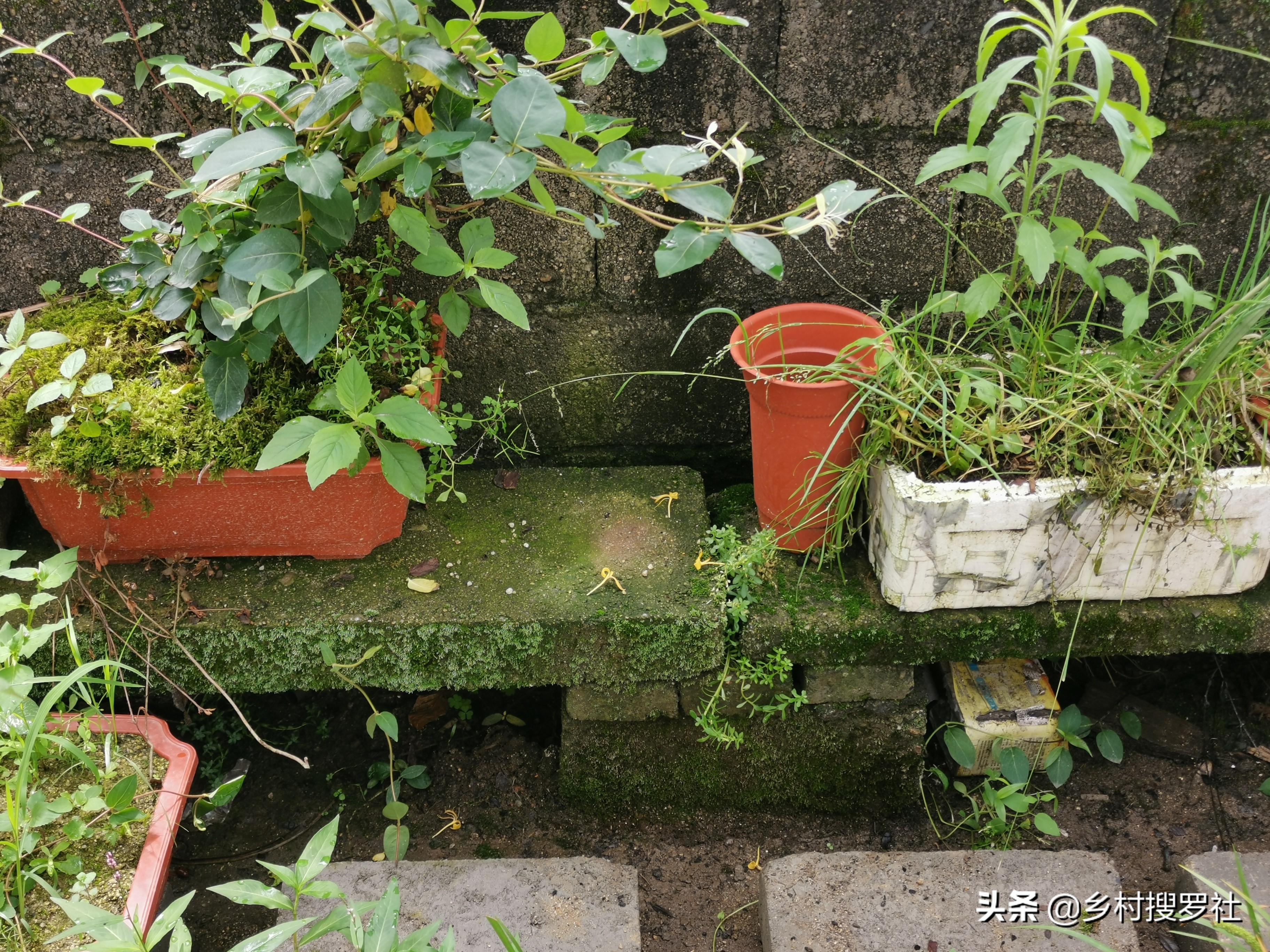 兰花叶片上的黑点是什么虫,兰花有蚧壳虫的盆还能再用吗