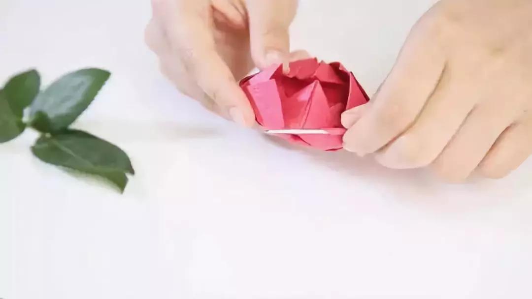 有颜色的玫瑰是怎么做出来的,白玫瑰怎么做七彩玫瑰