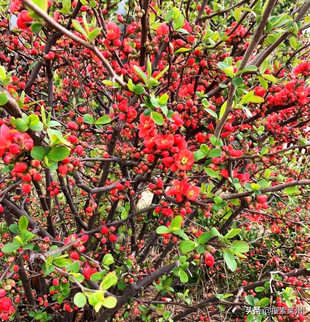 春满校园春暖花开,沙河镇中心小学校园