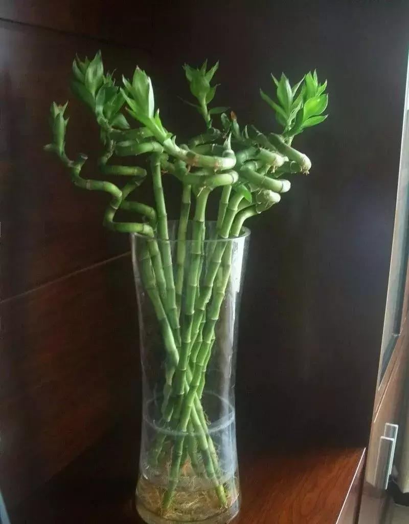 富贵竹养几根最合适,富贵竹一个花瓶里放双数还是单数