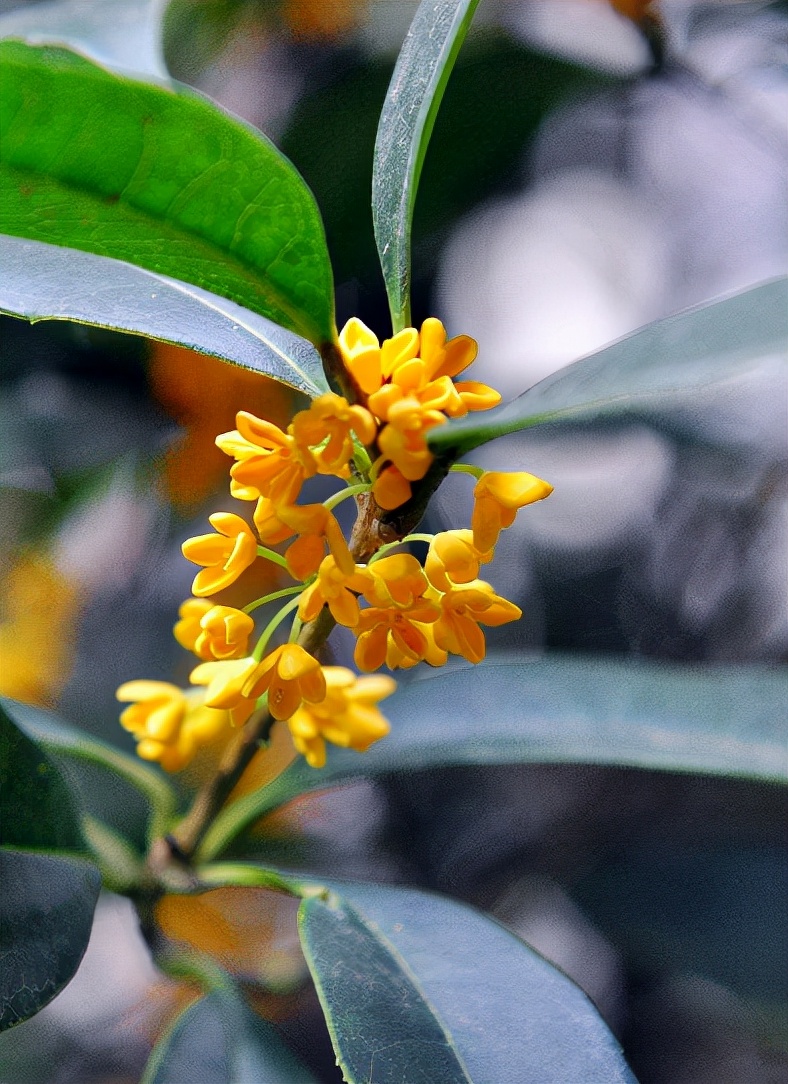 独占三秋压群芳,独占三秋压众芳何咏橘绿与橙黄