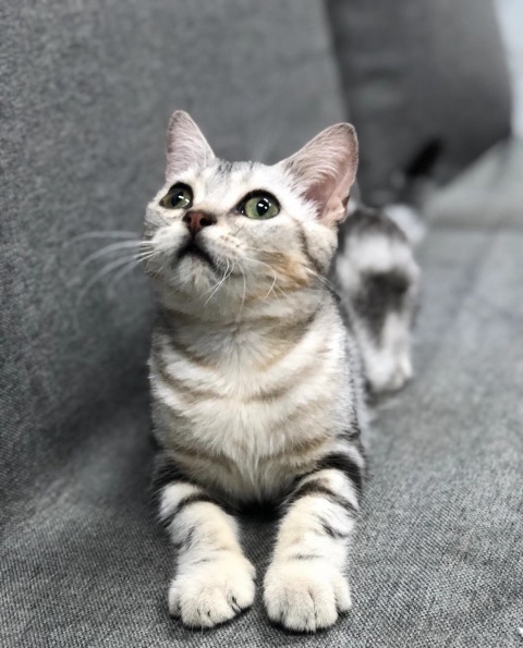 猫咪晚上特别吵屡教不改怎么办,猫咪脾气暴躁有哪些原因