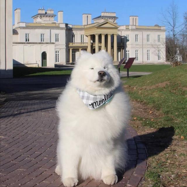萨摩耶不挑食喂面条可以吗,萨摩耶挑食不吃狗粮还抽搐