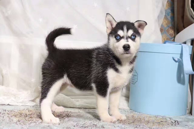 士奇打完疫苗拉稀怎么回事？需要治疗吗？怎么调理