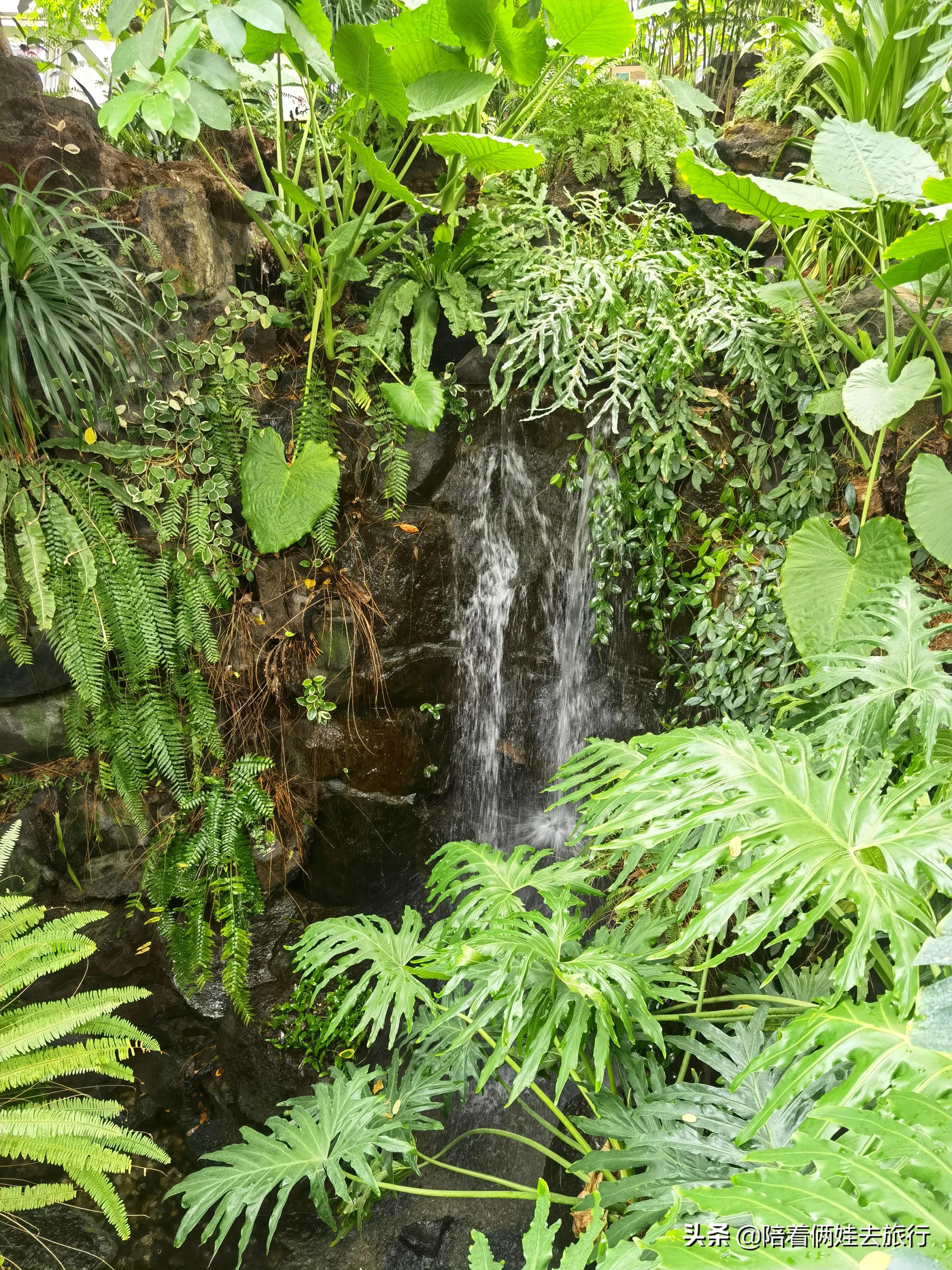上海辰山植物园矿坑花园,辰山植物园矿坑花园修好了吗