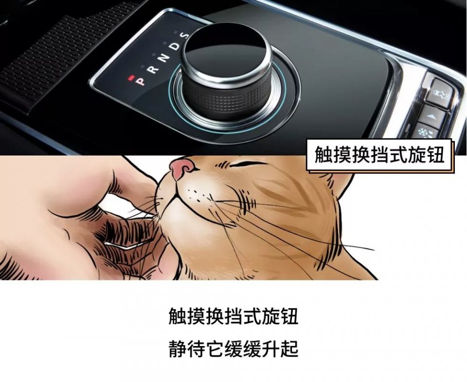 城市里养猫的人非富即贵,有多少人养猫家里有钱了