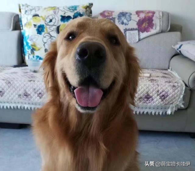 金毛频繁换主人,金毛被救下后开始了报恩