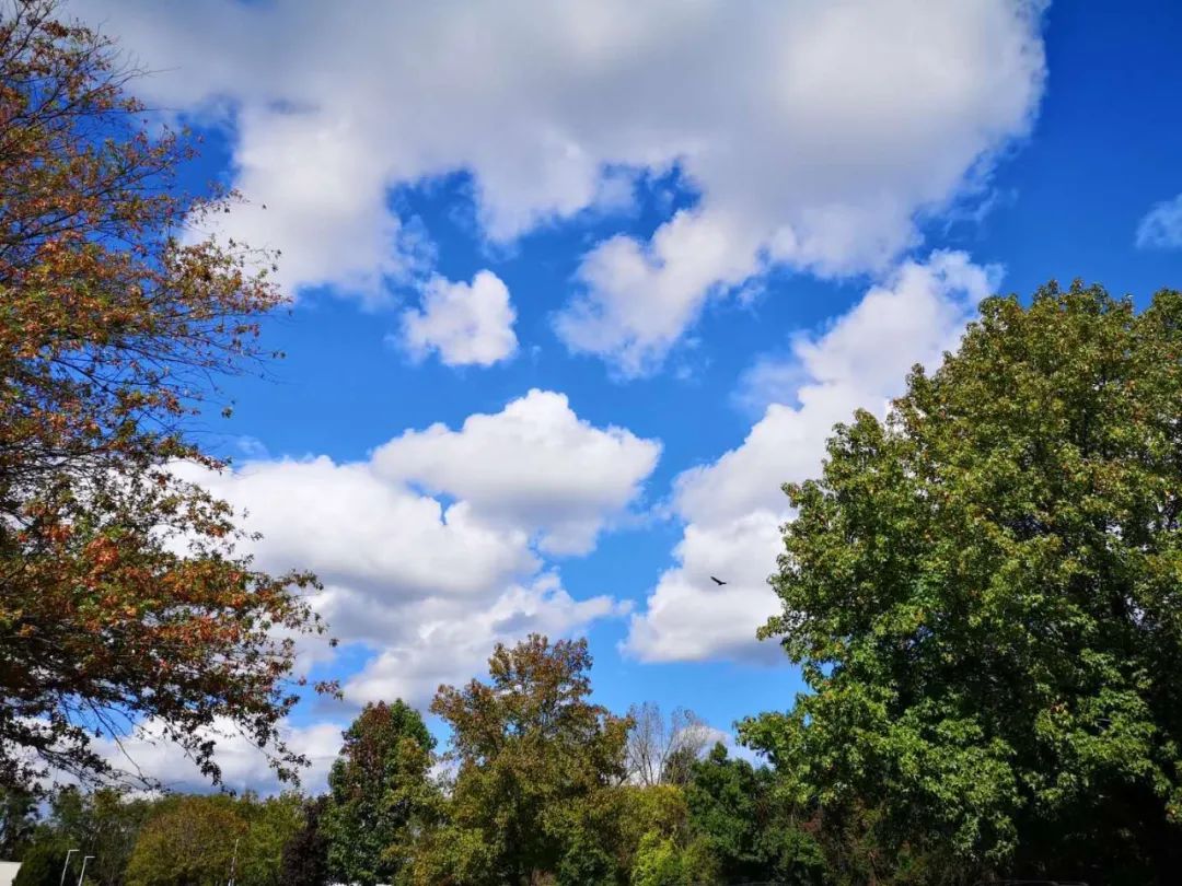 纽约疫情日记蓝蓝,纽约复工记