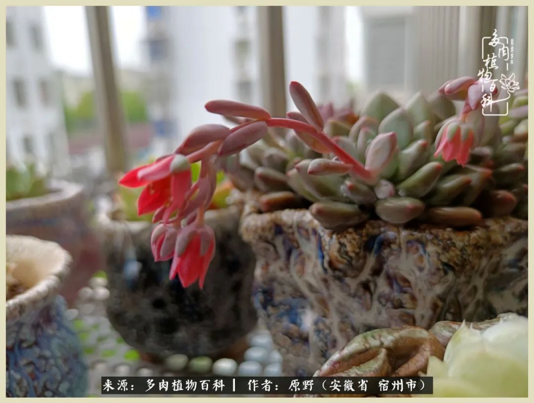 梅雨袭，酷暑至，多肉进入历劫季