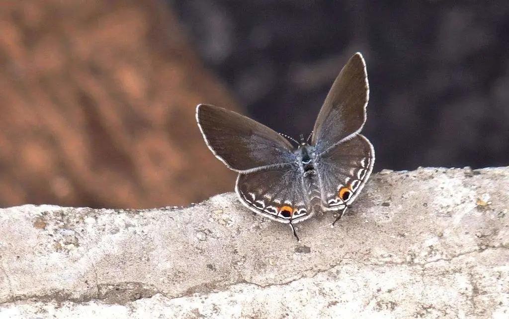 被裁员的程序员,40岁程序员被裁员后的职业发展