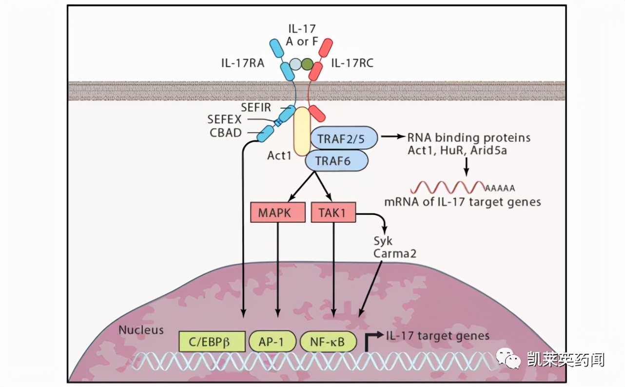 银屑病目前最好的特效药生物制剂,全球最新银屑病新药