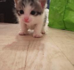 刚出生的小奶猫有多可爱,小奶猫幼崽可爱到犯规