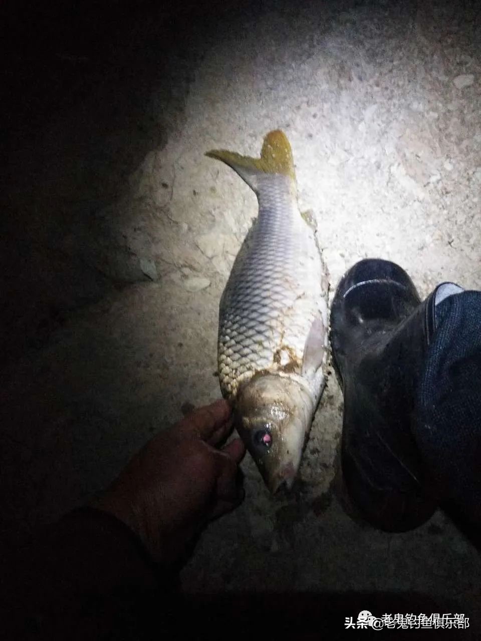 老鬼老三样用什么打窝,老鬼老三样速攻鲤鱼