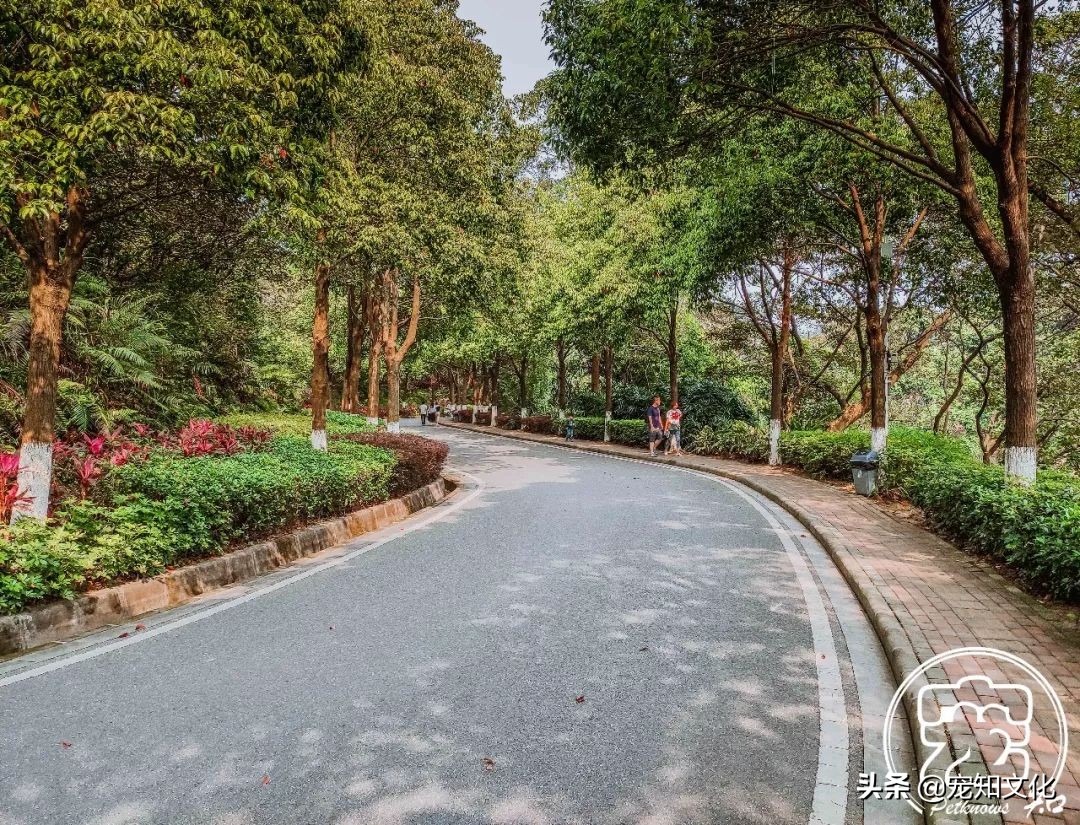 广州南沙黄山鲁森林公园攻略,广州黄山鲁森林公园好玩吗