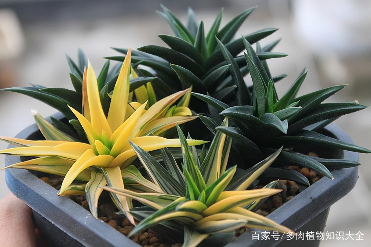 多肉条纹十二卷的养护方法,条纹十二卷多肉如何快速爆盆