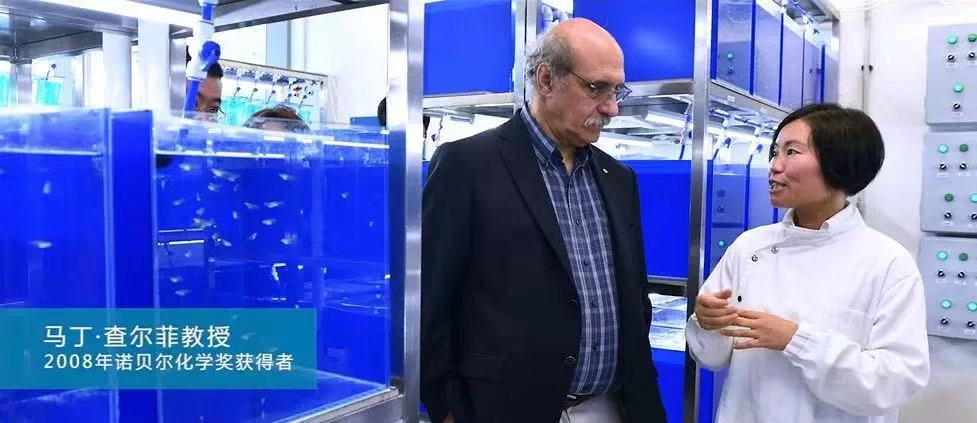 水中银小鱼,水中银小鱼亲测在国际上的地位