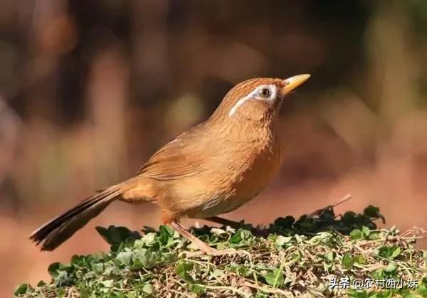 画眉鸟病的治法,画眉鸟病症状大全