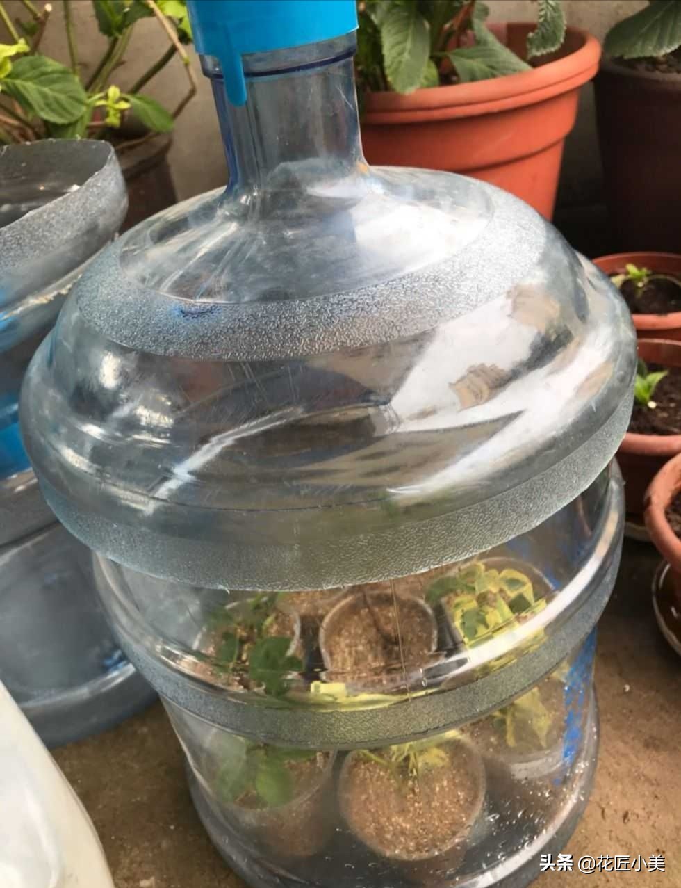 想养绣球花什么品种好看又好养,想种一颗绣球花