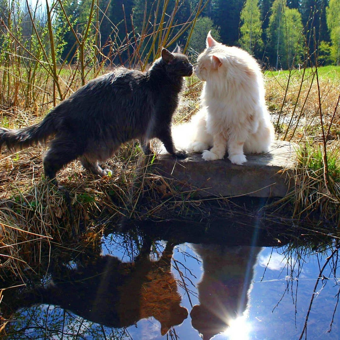 缅因猫这么温顺怎么在野外生存,缅因猫和狸花猫能不能好好相处