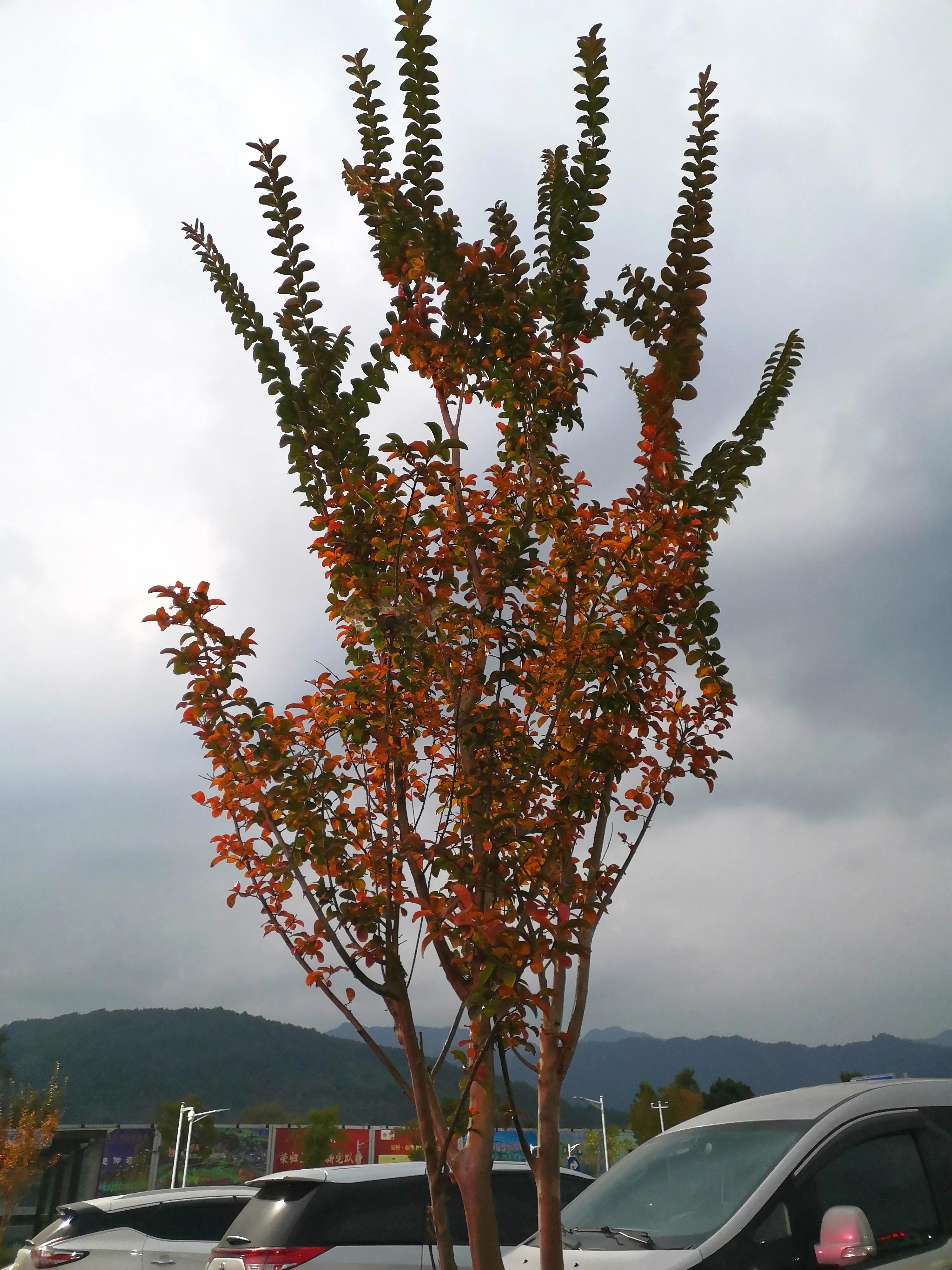 宏村里面的客栈怎么进去,宏村景区内部介绍