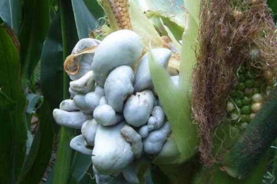 玉米上长的黑黑的菌外国叫啥,玉米上面黑色的菌图片