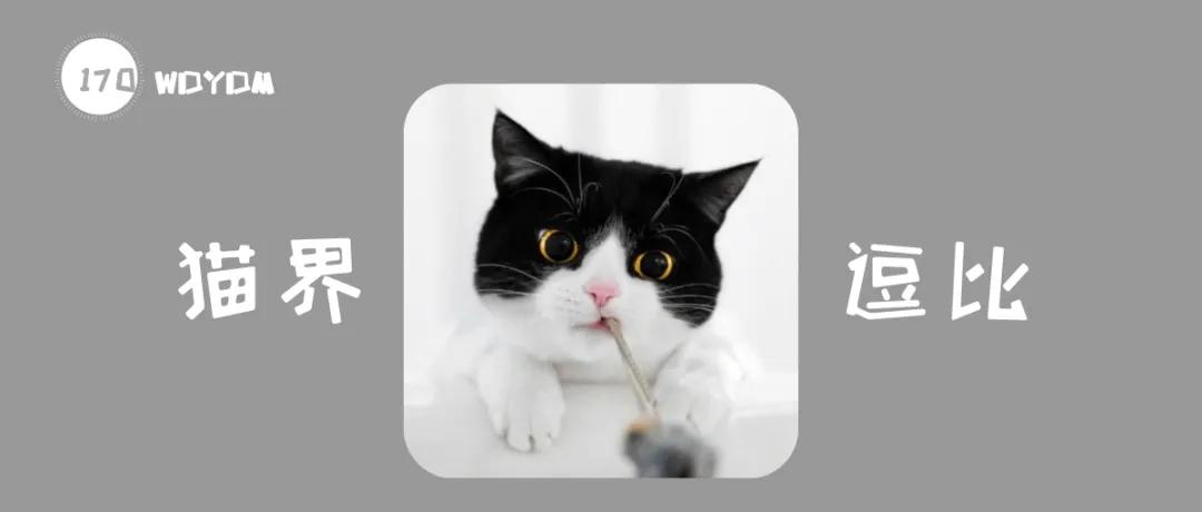 奶牛猫就是神经猫,奶牛猫不是一般的淘气