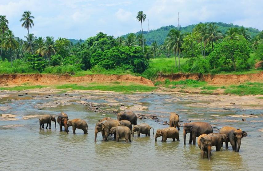 最新的斯里兰卡旅游攻略,去斯里兰卡旅游景点有哪些