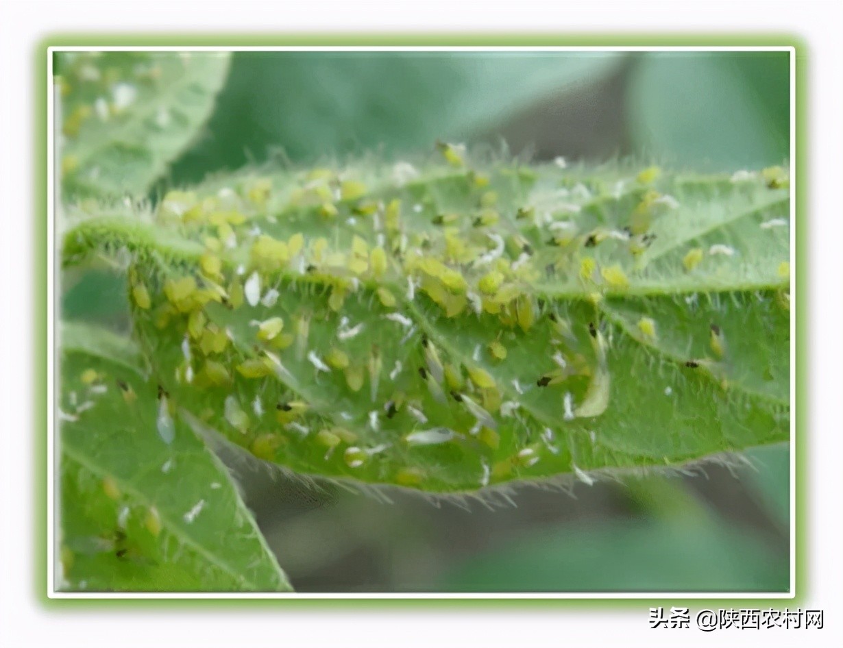 大豆蚜虫用吡虫啉防治行吗,大豆茎叶有蚜虫怎样治疗