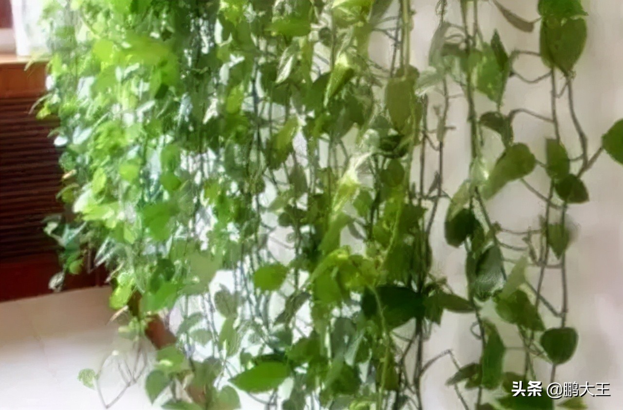 室内养绿萝怎么才能养得巨大,小绿萝长成大瀑布