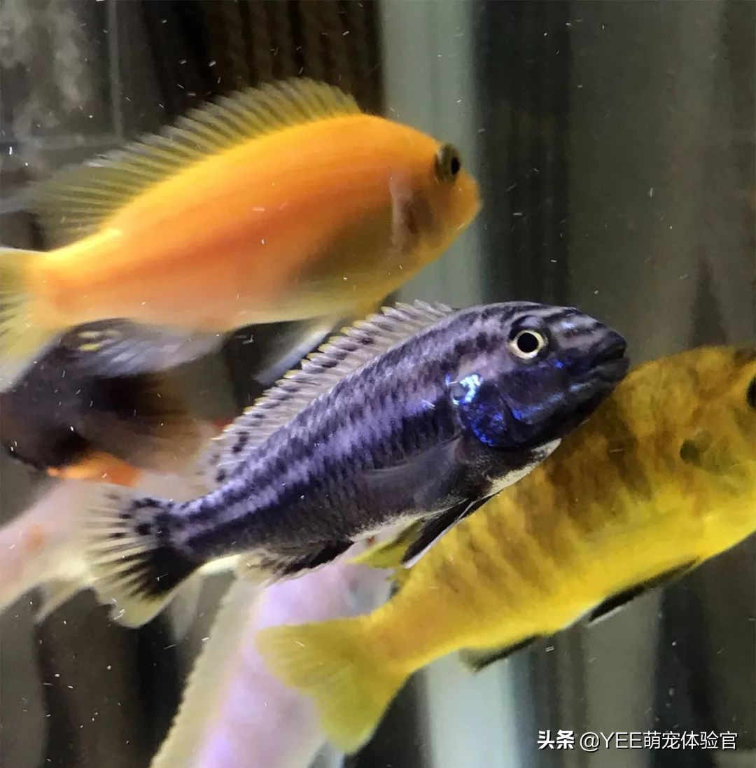 非洲凤凰:马湖小杂鲷,贪吃好斗价格低,一心只想做缸霸