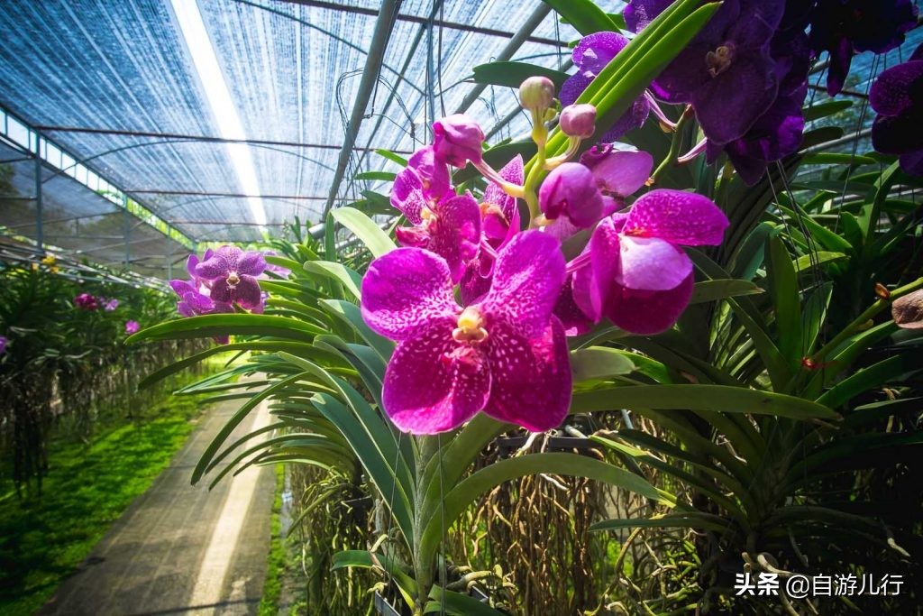 泰国清迈皇宫游玩攻略,泰国清迈旅游景点攻略大全