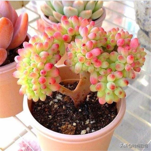 看看多肉萌新“水贴吧”的专业“10句黑话”，时常唬住“*江老**湖”