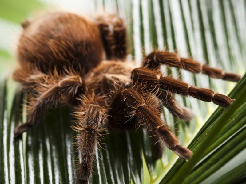 猫咪狗狗的养护,宠物猫和宠物蜘蛛一起养