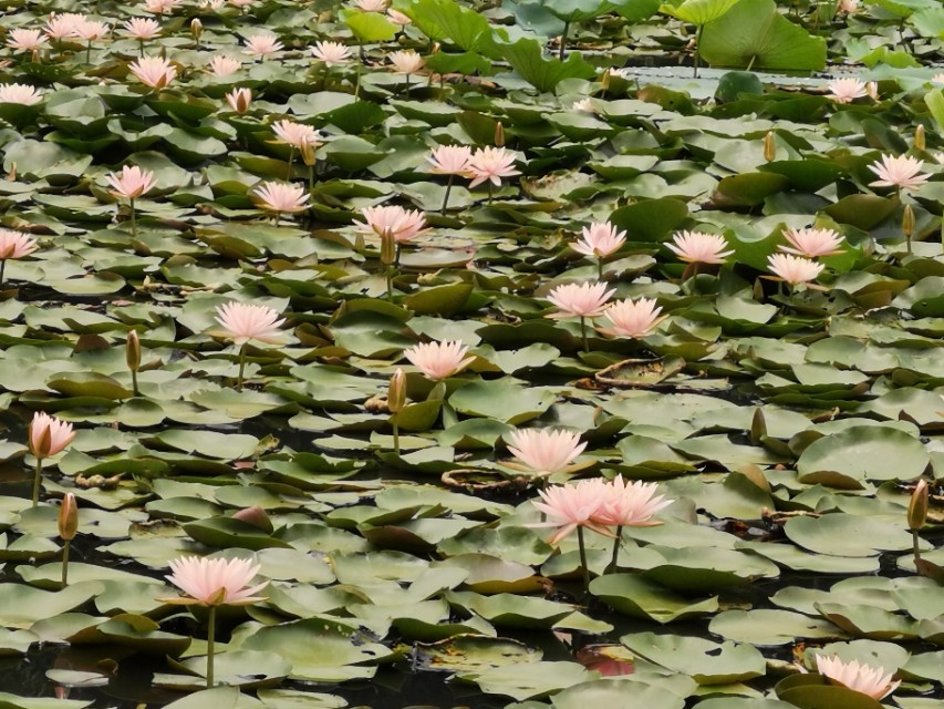 东莞长安周边一日游景点大全,东莞松山湖一日游最佳攻略